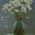 Daises-oil-still-life-with-flowers-on-the-table-by-artist-Daniil-Belov