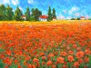 poppy field