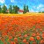 poppy field