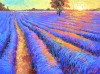 -Evening lavender field
