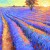 -Evening lavender field
