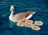 Greylag-geese-1500