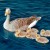 Greylag-geese-1500