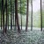 Lacey Glade 16x22 inch