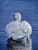 The swan