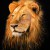 Aslan-ws