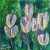 White tulips