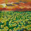 field of daffodils
