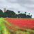 FaringdoneFollyPoppiesWeb