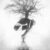 Tree of Life New Ed